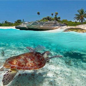 Experiencia “Encuentro Marino: Tortugas &amp; Arrecifes”