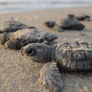Experiencia “Encuentro Marino: Tortugas &amp; Arrecifes”